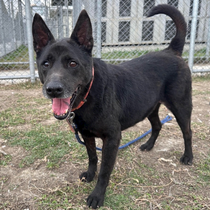 臺北市動物之家,編號:90692, 混種犬          