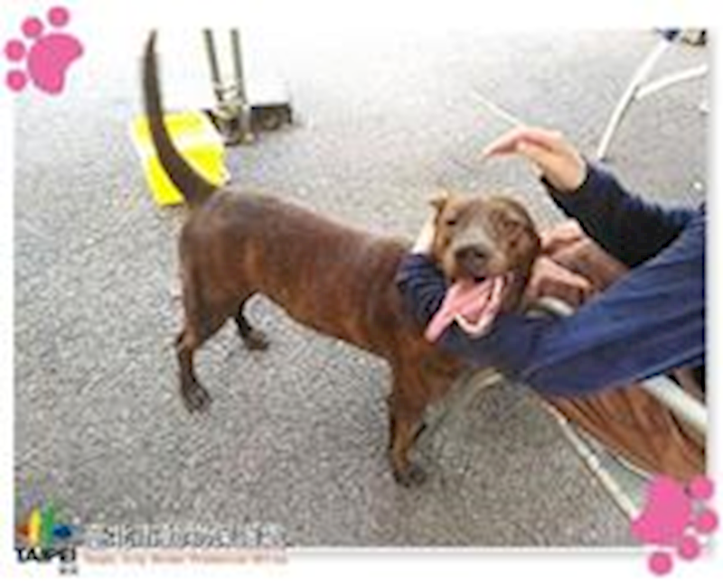 臺北市動物之家,編號:31462, 混種犬          