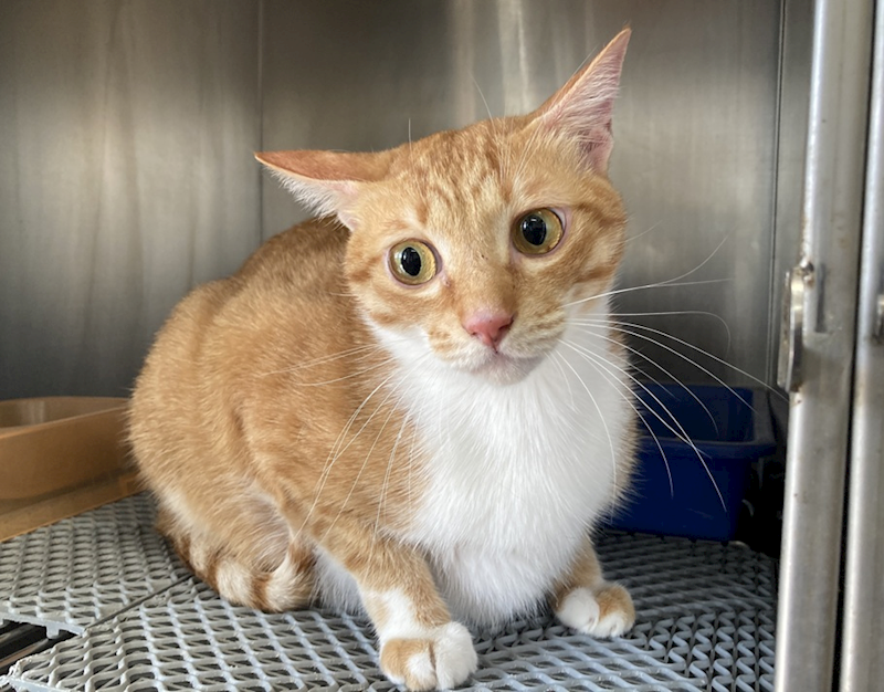 桃園市動物保護教育園區,編號:430072, 混種貓                 