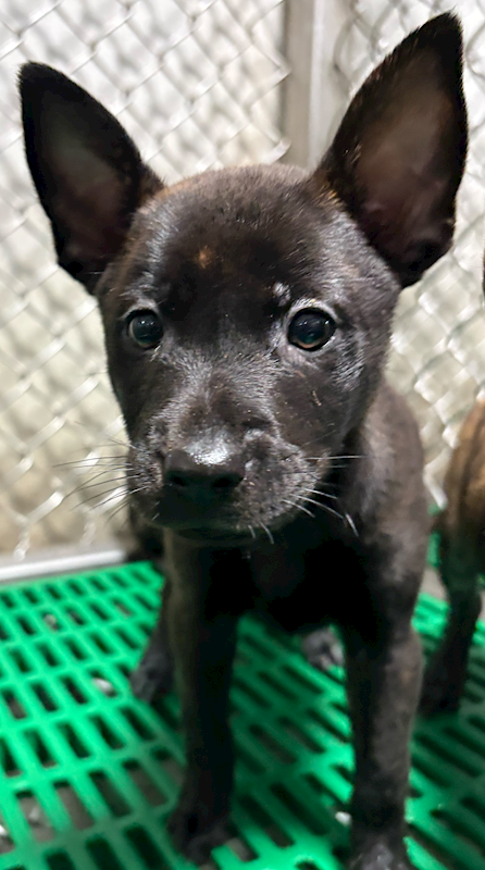 臺東縣動物收容中心,編號:443143, 混種犬          