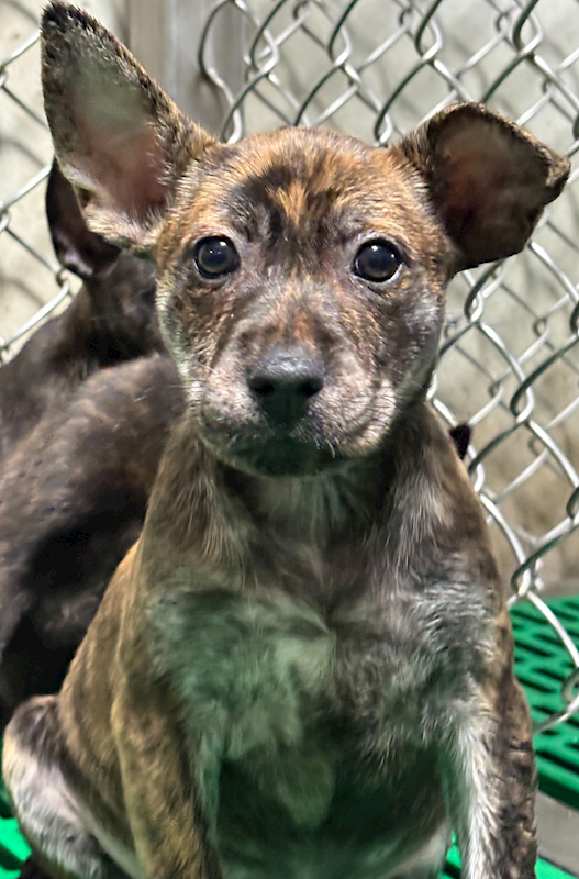 臺東縣動物收容中心,編號:443142, 混種犬          