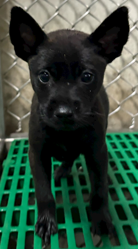 臺東縣動物收容中心,編號:443138, 混種犬          