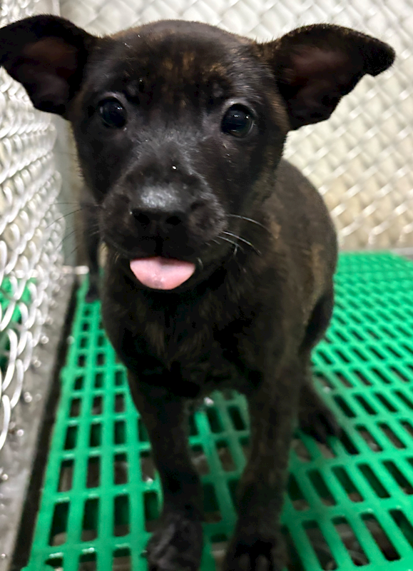 臺東縣動物收容中心,編號:443140, 混種犬          