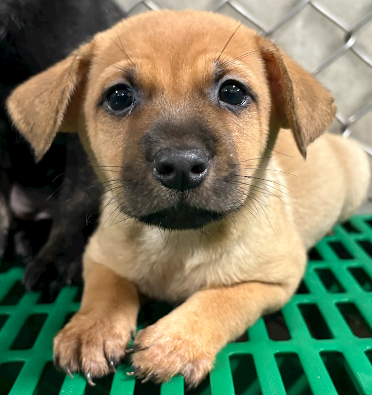 臺東縣動物收容中心,編號:443137, 混種犬          