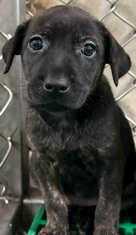 臺東縣動物收容中心,編號:443135, 混種犬          