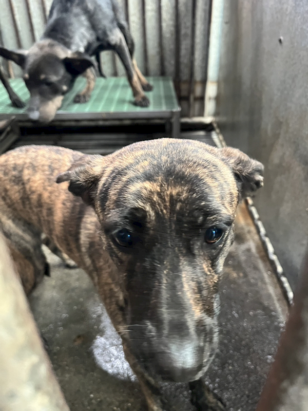 彰化縣流浪狗中途之家,編號:440238, 混種犬          