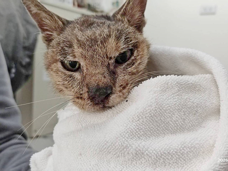 臺北市動物之家,編號:443017, 混種貓                 