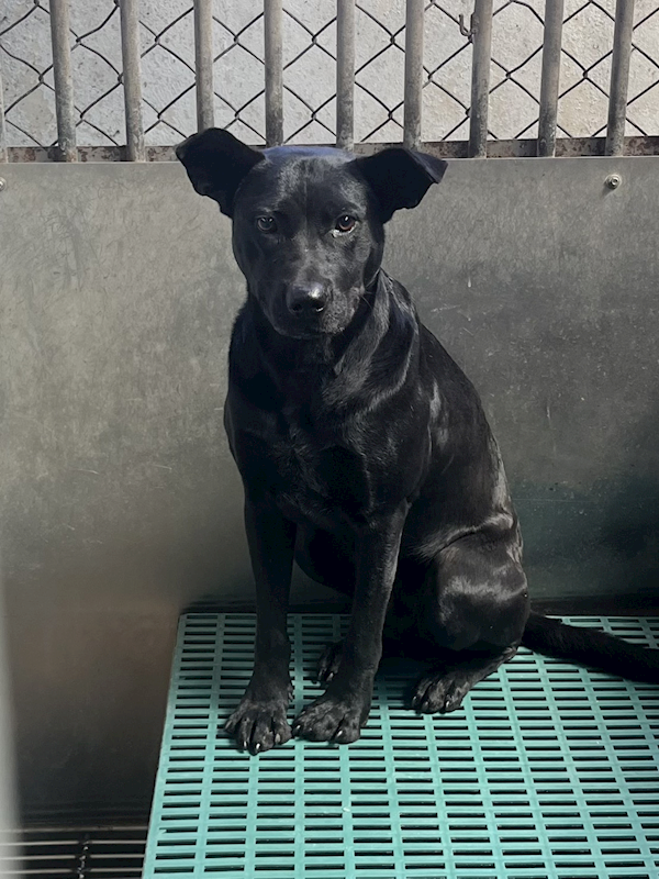 彰化縣流浪狗中途之家,編號:443030, 混種犬          