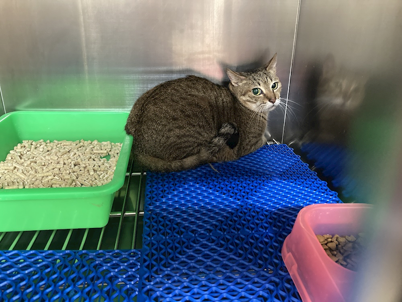 桃園市動物保護教育園區,編號:402532, 混種貓                 