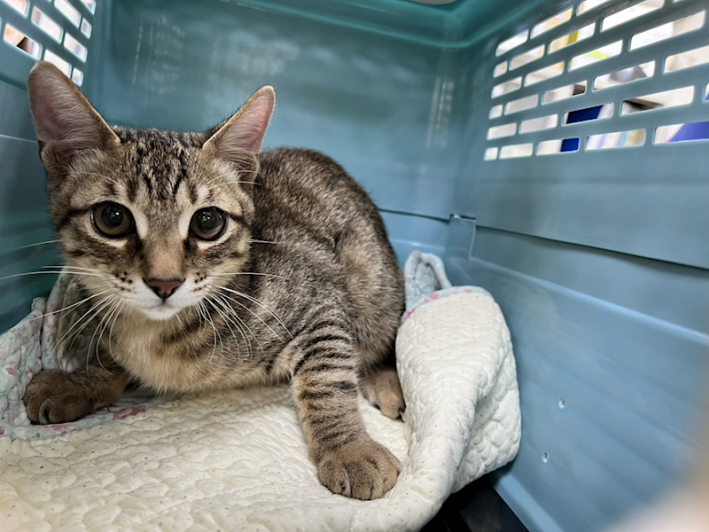 桃園市動物保護教育園區,編號:432952, 混種貓                 