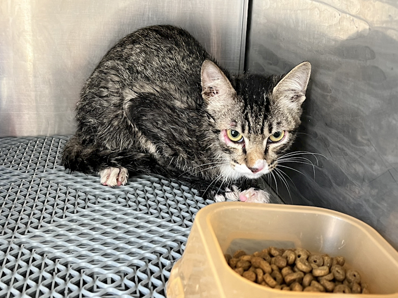 桃園市動物保護教育園區,編號:433840, 混種貓                 