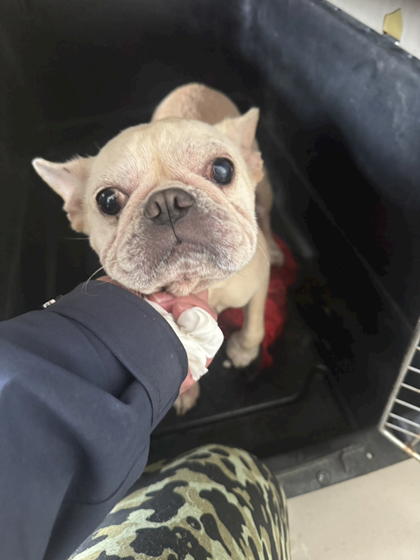 新北市八里區公立動物之家,編號:443101, 法國鬥牛犬