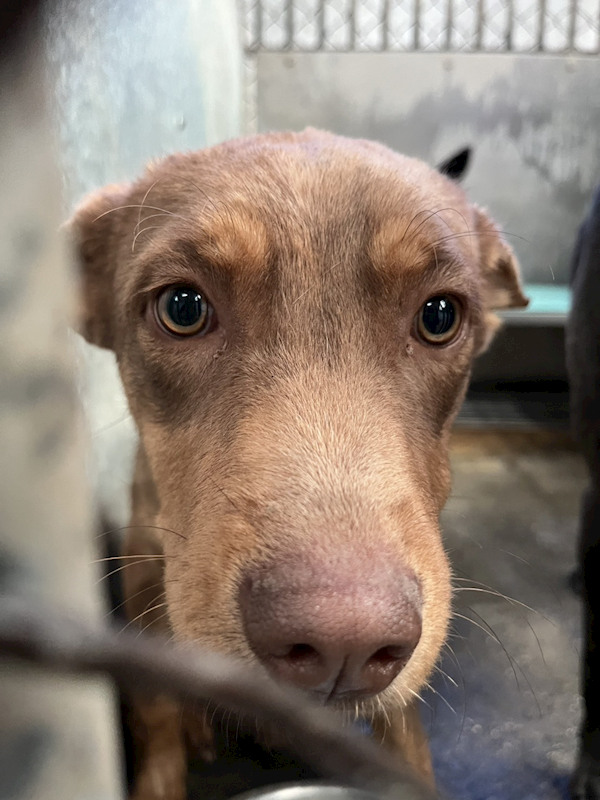 彰化縣流浪狗中途之家,編號:437764, 混種犬          