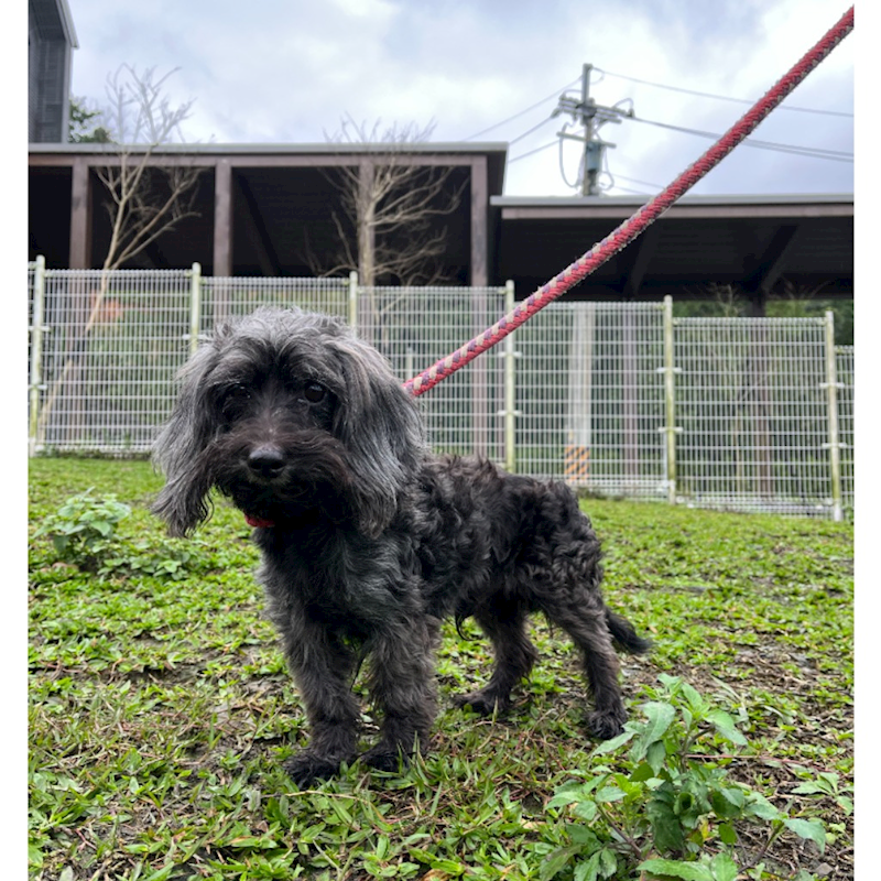 新北市瑞芳區公立動物之家,編號:441396, 混種犬          