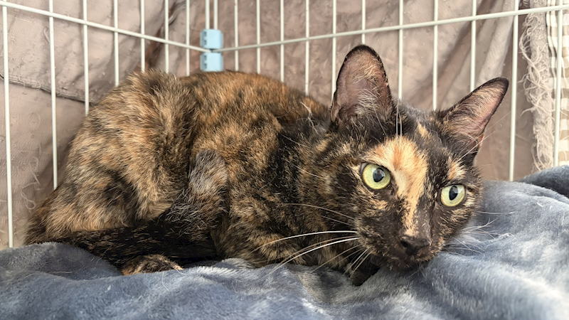 新北市中和區公立動物之家,編號:443061, 混種貓                 