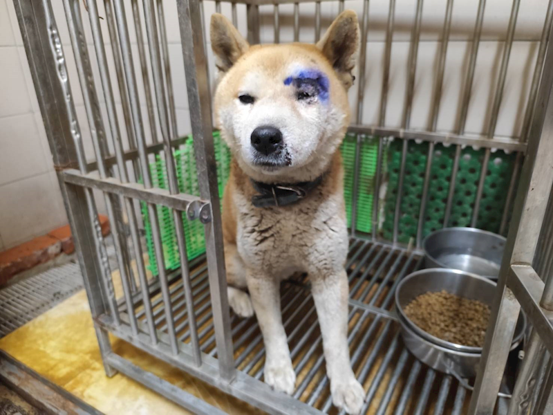 高雄市燕巢動物保護關愛園區,編號:443060, 柴犬                  