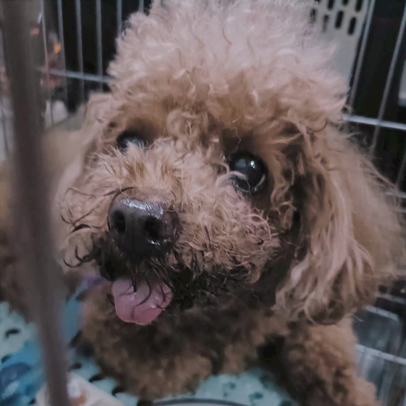 新北市新店區公立動物之家,編號:443056, 標準貴賓犬