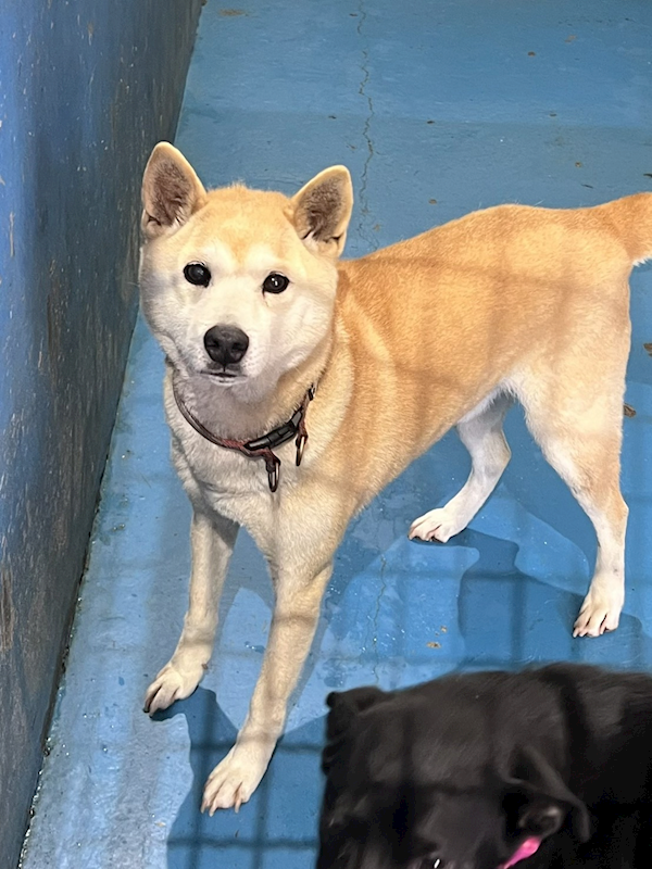 苗栗縣動物保護教育園區,編號:443054, 柴犬                  