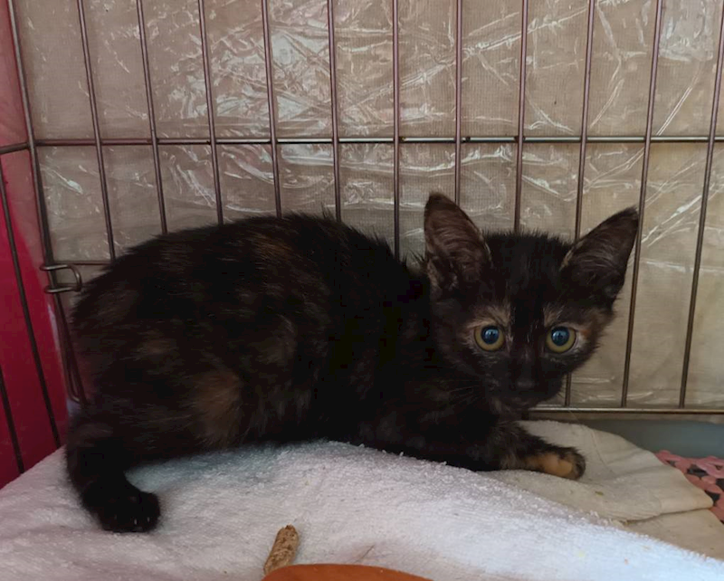 新北市板橋區公立動物之家,編號:438822, 混種貓                 