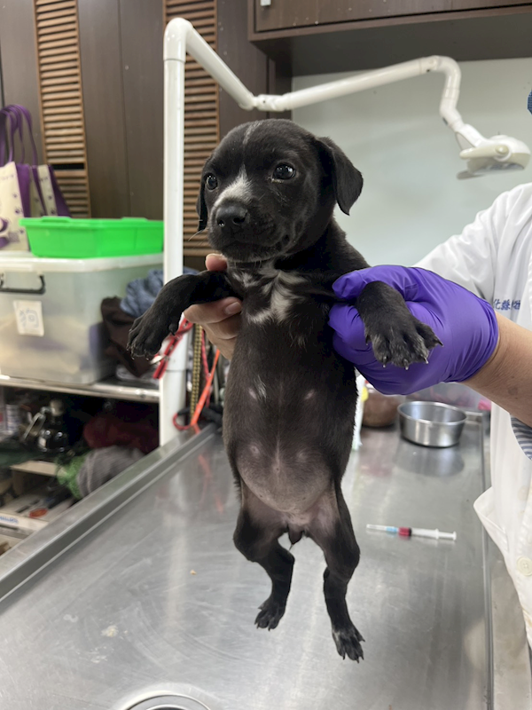 彰化縣流浪狗中途之家,編號:443019, 混種犬          
