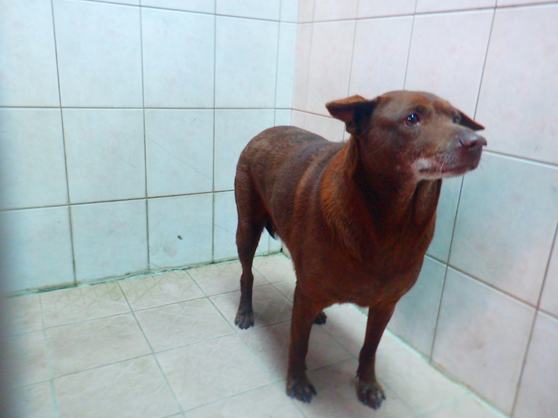 南投縣公立動物收容所,編號:443182, 混種犬          