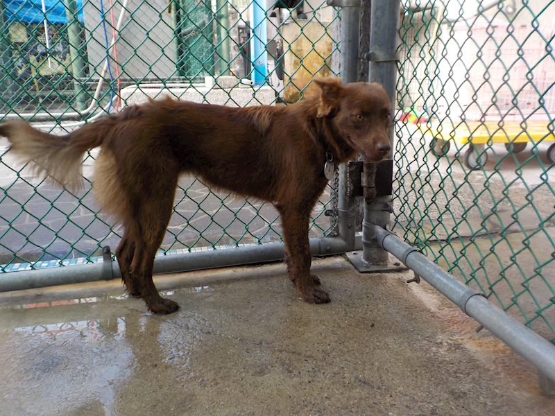 南投縣公立動物收容所,編號:443179, 混種犬          