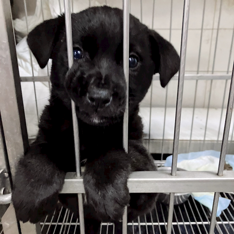 新北市新店區公立動物之家,編號:443163, 混種犬          