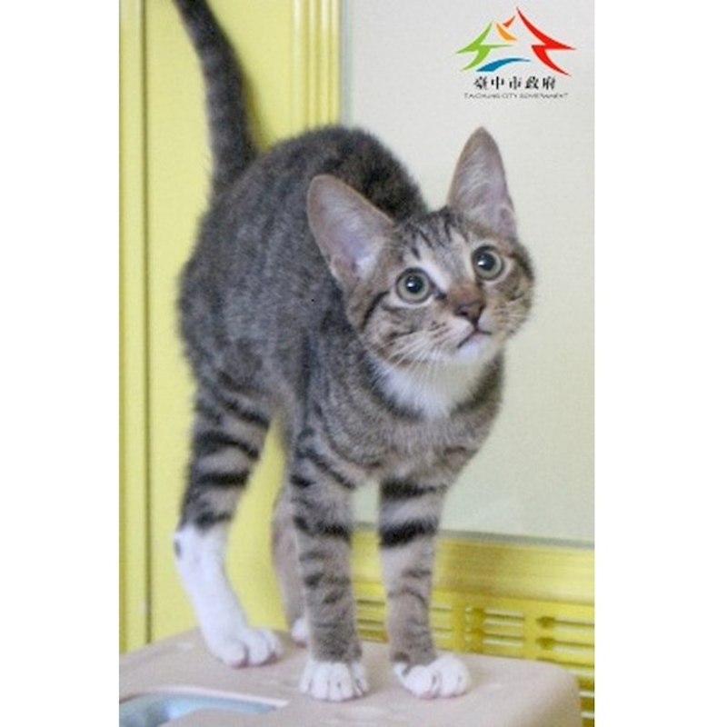 臺中市動物之家后里園區,編號:442120, 混種貓                 