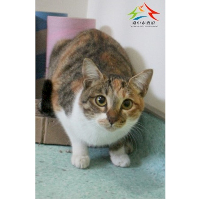 臺中市動物之家后里園區,編號:440865, 混種貓                 