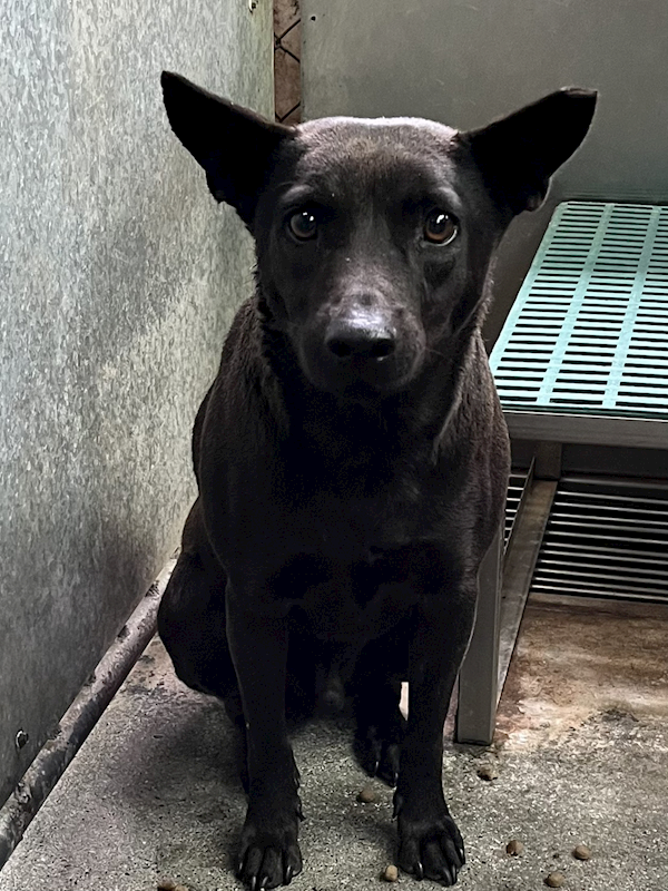 彰化縣流浪狗中途之家,編號:443130, 混種犬          