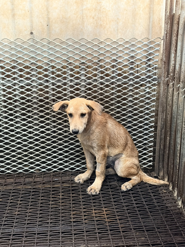 彰化縣流浪狗中途之家,編號:440496, 混種犬          