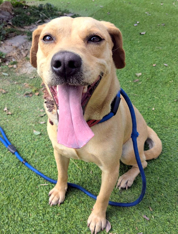 新竹縣動物保護教育園區,編號:443150, 混種犬          