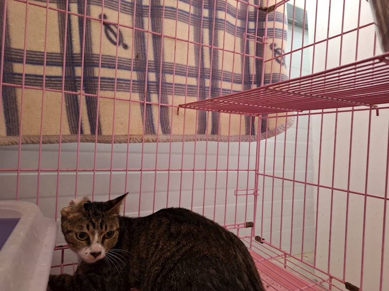 臺北市動物之家,編號:404107, 混種貓                 