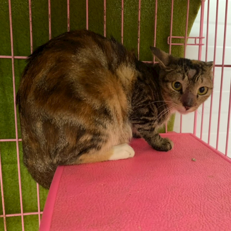 臺北市動物之家,編號:406774, 混種貓                 