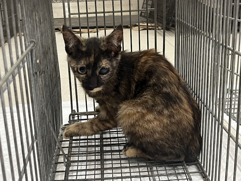 金門縣動物收容中心,編號:443306, 混種貓                 