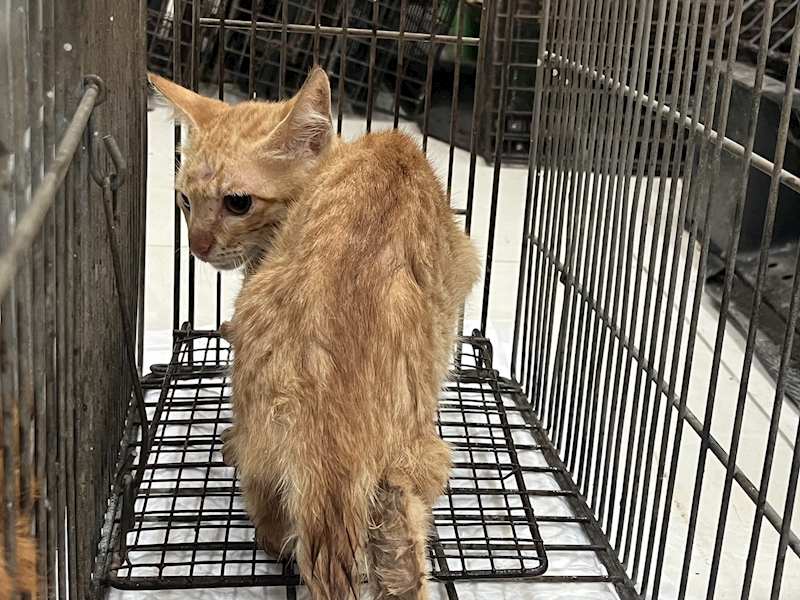 金門縣動物收容中心,編號:443302, 混種貓                 