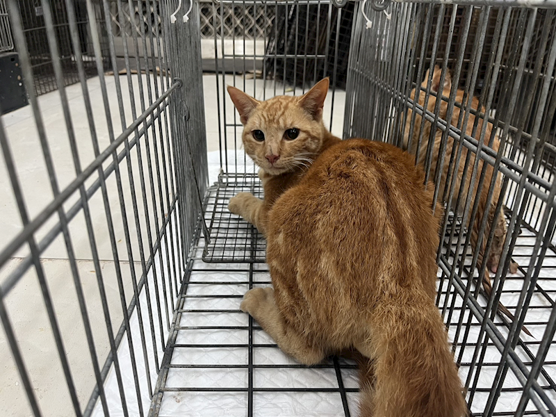 金門縣動物收容中心,編號:443300, 混種貓                 