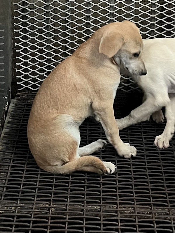 彰化縣流浪狗中途之家,編號:443275, 混種犬          