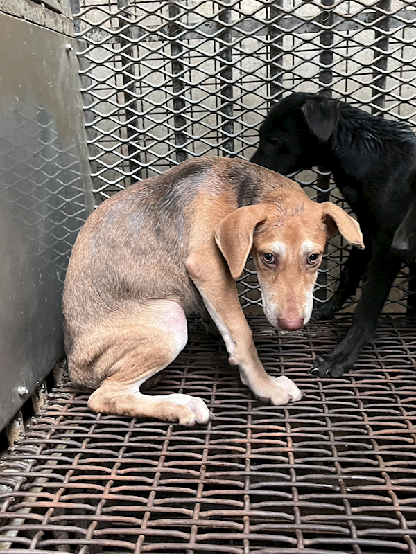 彰化縣流浪狗中途之家,編號:424933, 混種犬          