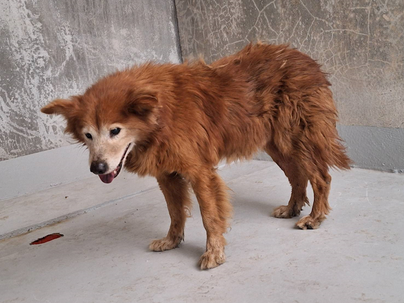 基隆市寵物銀行,編號:442978, 混種犬          