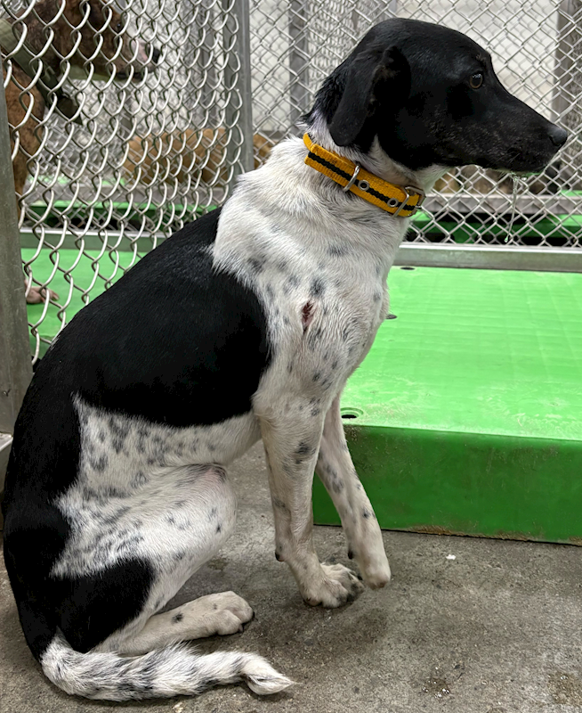 臺東縣動物收容中心,編號:443274, 混種犬          