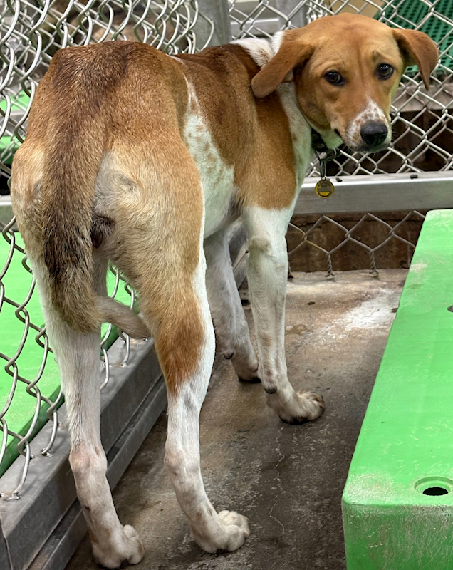 臺東縣動物收容中心,編號:443272, 混種犬          