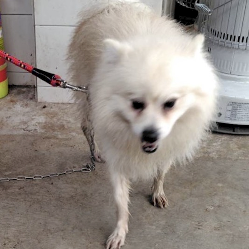 新北市新店區公立動物之家,編號:442679, 混種犬          