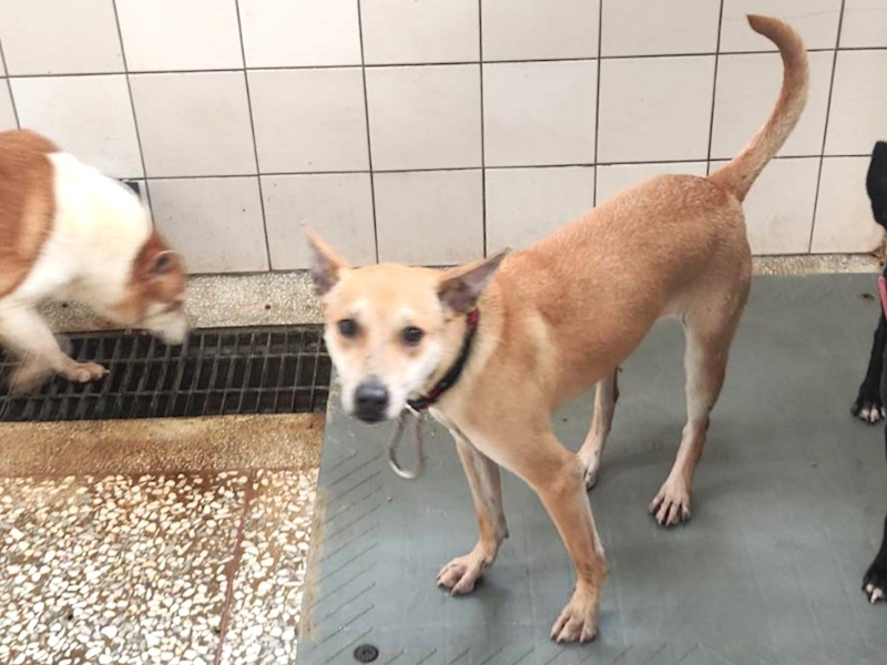 高雄市壽山動物保護教育園區,編號:442887, 混種犬          