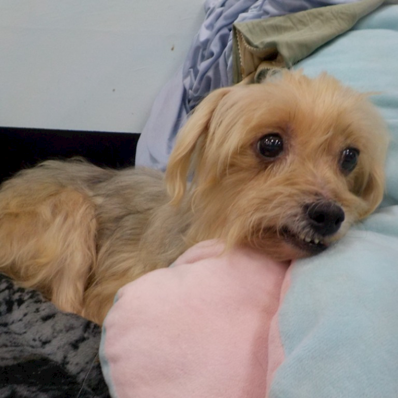 南投縣公立動物收容所,編號:439173, 混種犬          