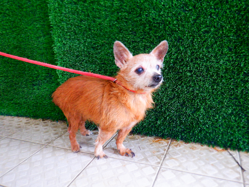 南投縣公立動物收容所,編號:439174, 混種犬          