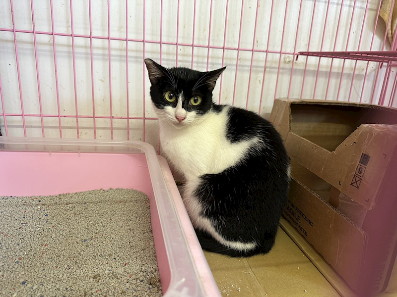 臺北市動物之家,編號:324470, 混種貓                 