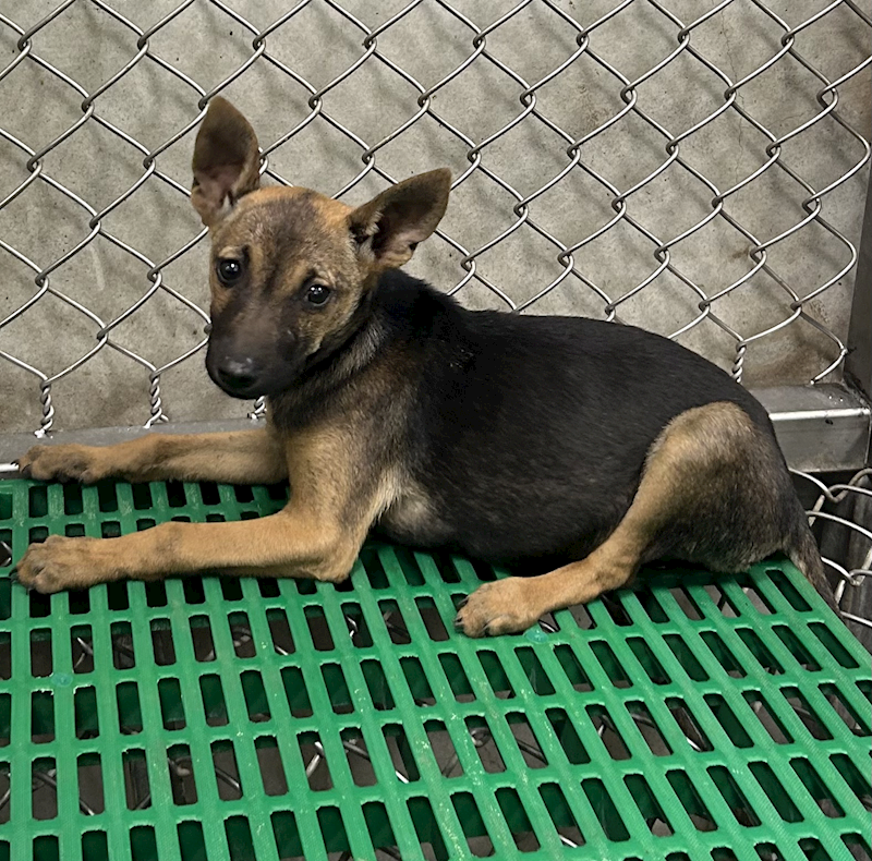 臺東縣動物收容中心,編號:443253, 混種犬          