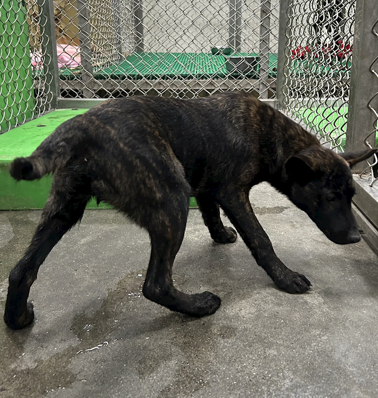 臺東縣動物收容中心,編號:443252, 混種犬          