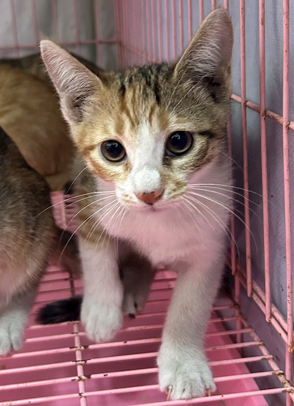 臺東縣動物收容中心,編號:443249, 混種貓                 